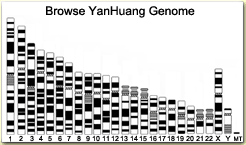 YanHuang Genome